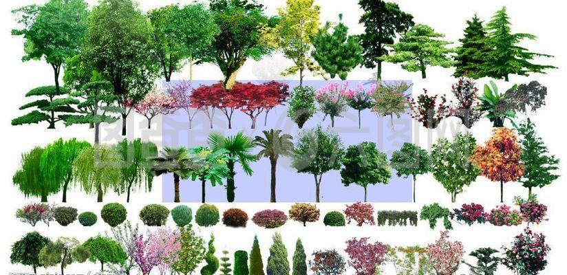 園林設計素材景觀樹木(樹)圖片